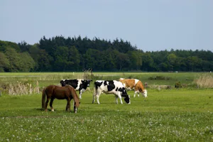 Boerderijcamping De Wezel