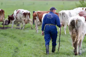 Boerderijcamping Den Hoek - Kühe auf der Weide auf dem Campingplatz