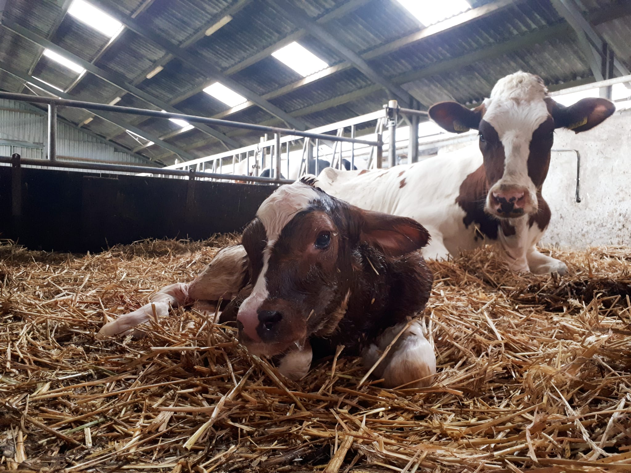 Boerderijcamping Krabbeneiland