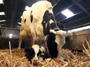 Boerderijcamping Krabbeneiland