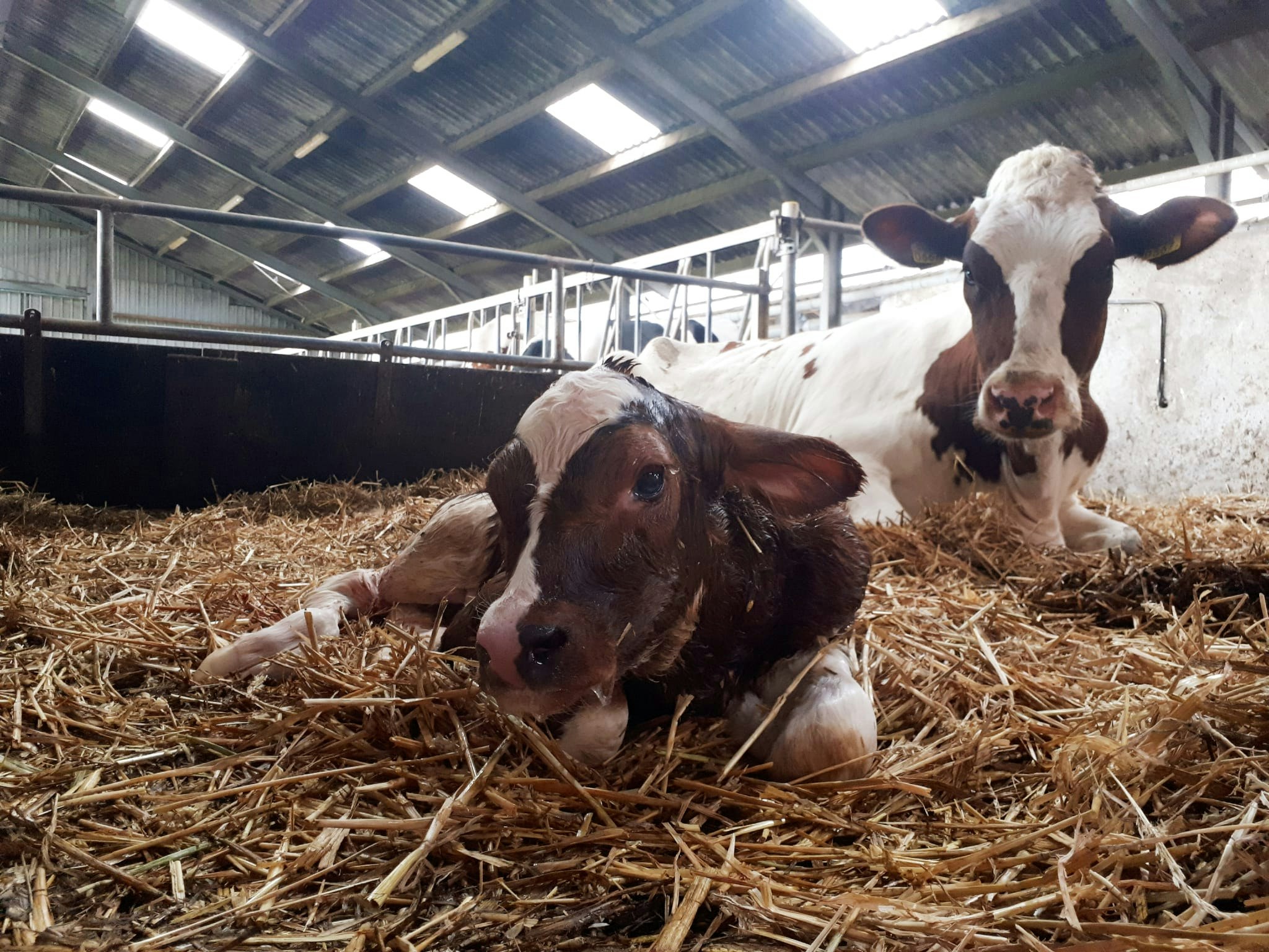 Boerderijcamping Krabbeneiland