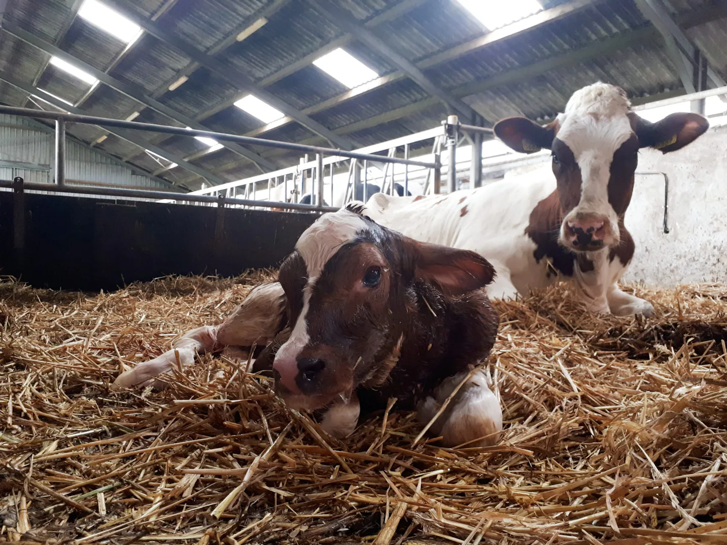 Boerderijcamping Krabbeneiland