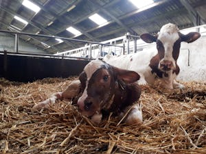 Boerderijcamping Krabbeneiland