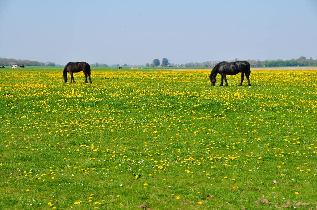 Boerderijcamping Old Huystra State