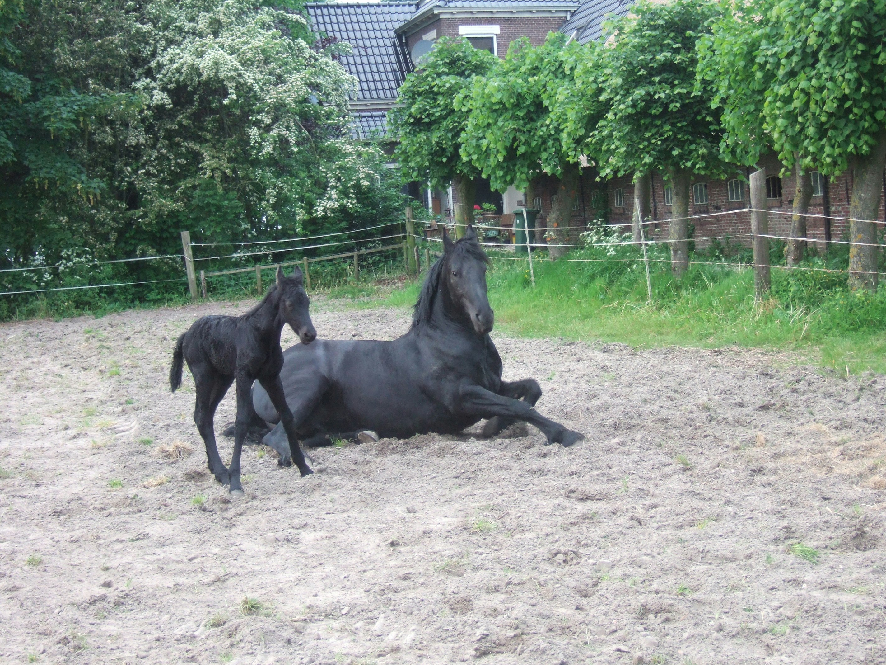 Boerderijcamping Old Huystra State