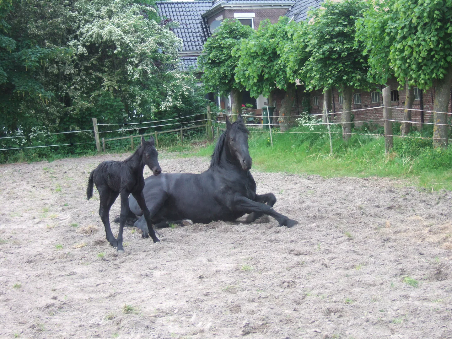 Boerderijcamping Old Huystra State