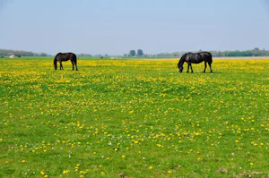 Boerderijcamping Old Huystra State