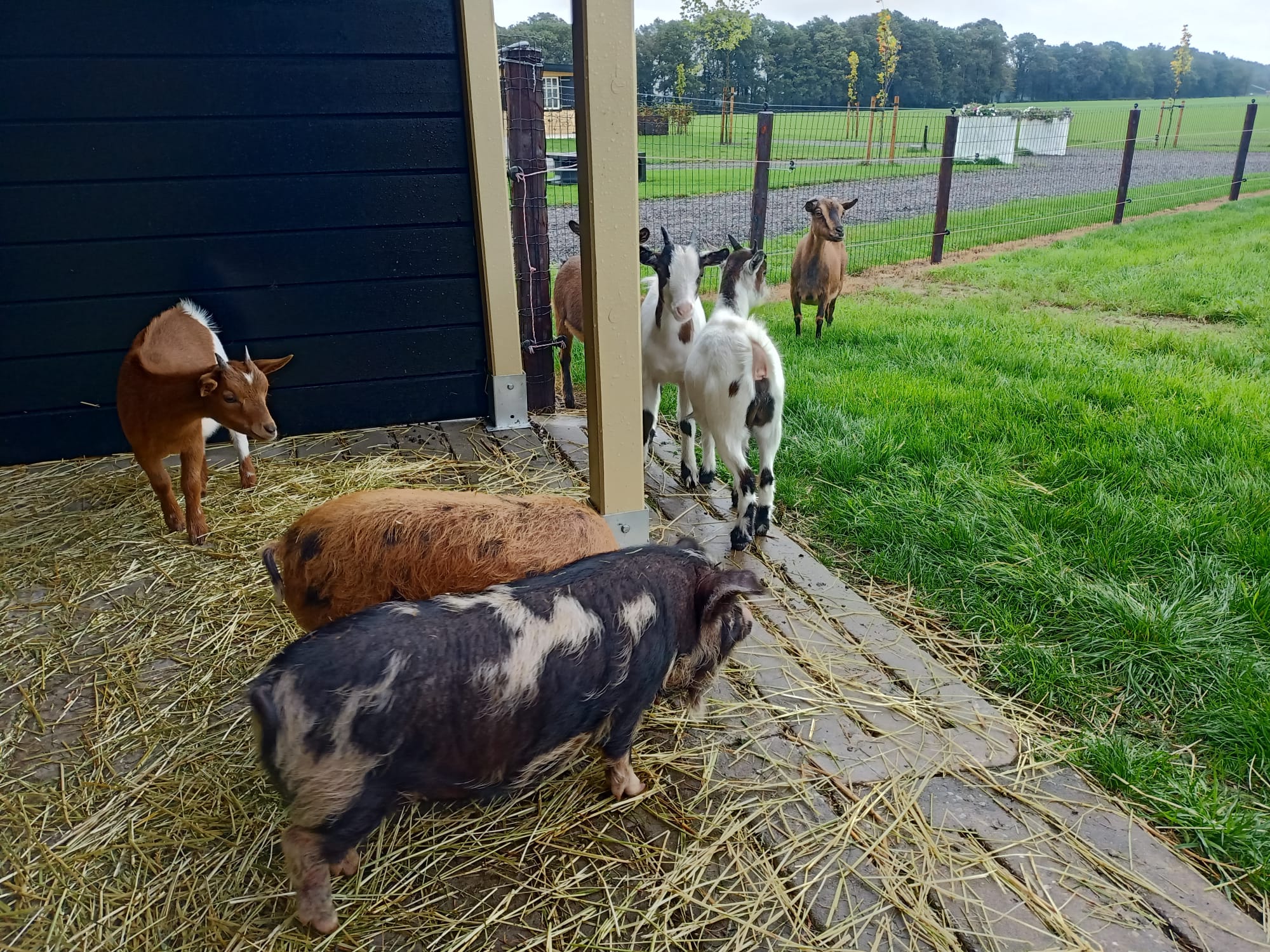 Boerderijcamping `t Katreel