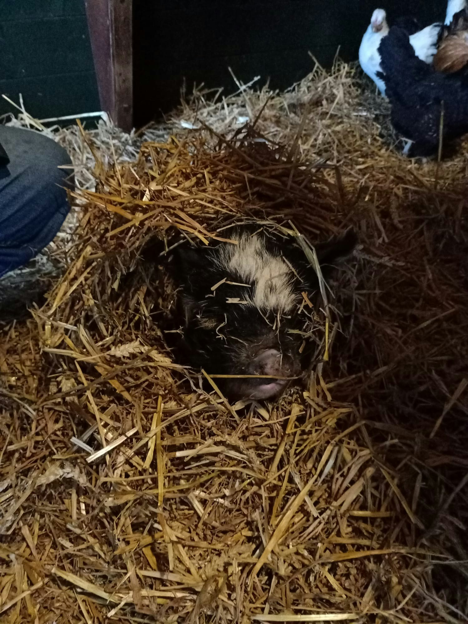 Boerderijcamping `t Katreel