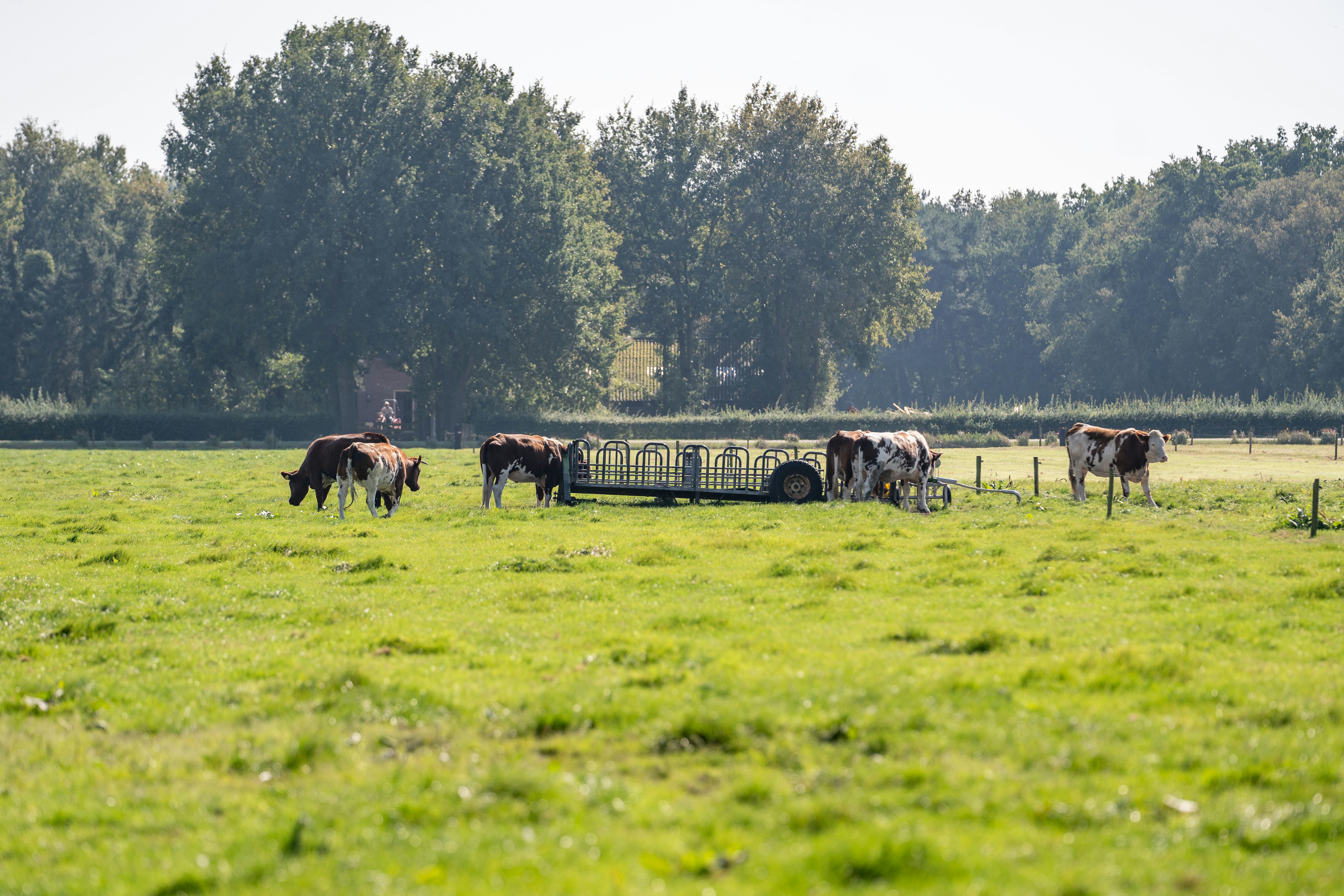 Weide mit mehreren Kühen, im Hintergrund ein Wohnwagen und Bäume am Campingplatz.