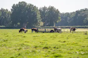 Weide mit mehreren Kühen, im Hintergrund ein Wohnwagen und Bäume am Campingplatz.