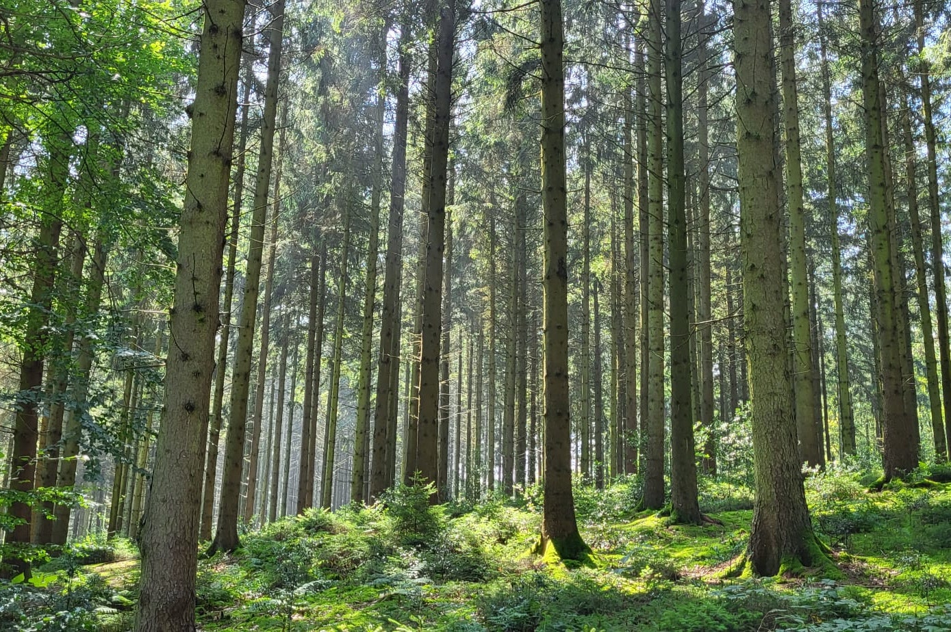 Boerderijcamping Voncken  - Blick in den Wald in der Umgebung des Campingplatzes