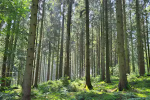 Boerderijcamping Voncken - Blick in den Wald in der Umgebung des Campingplatzes