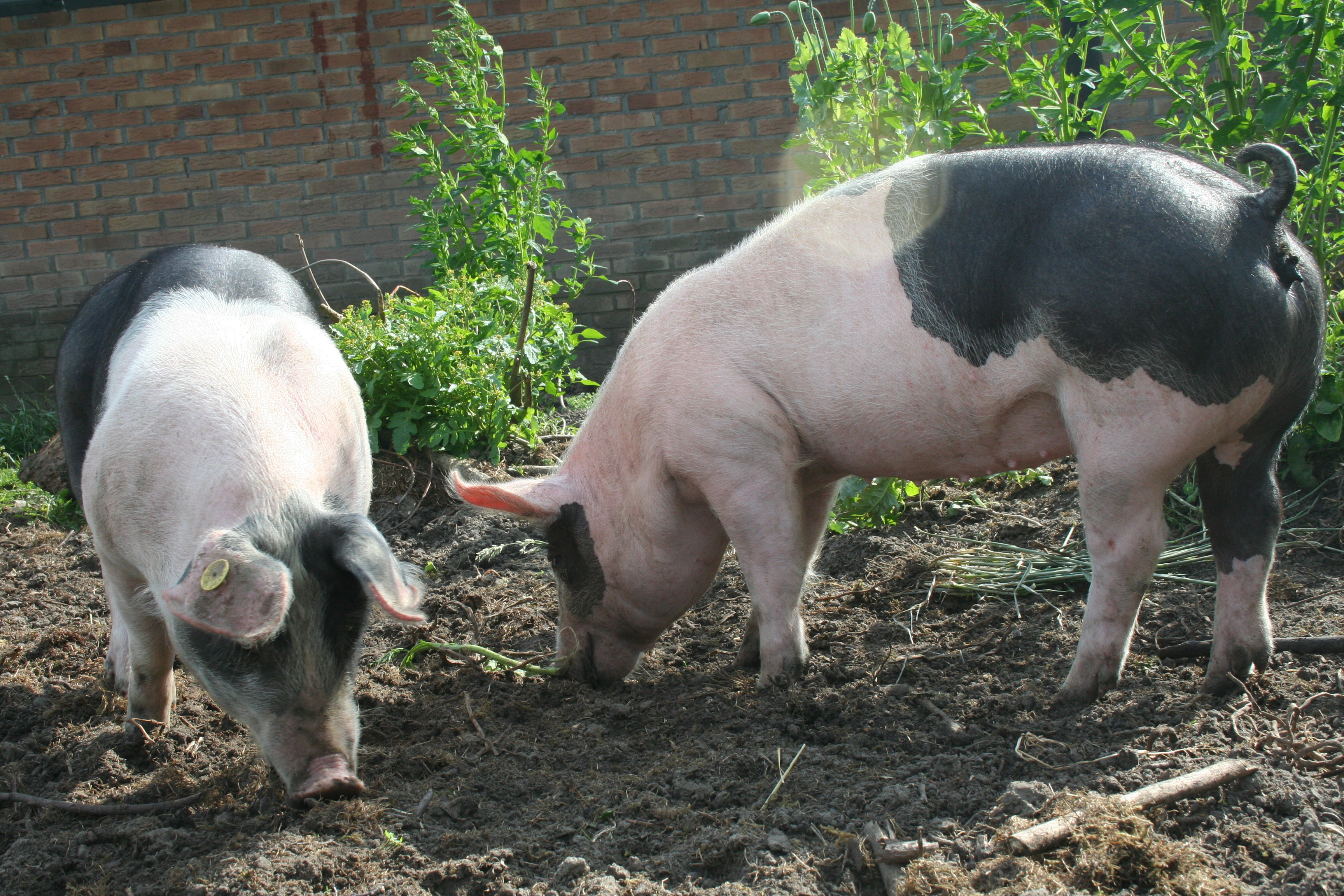 Boerencamping Boerhoes