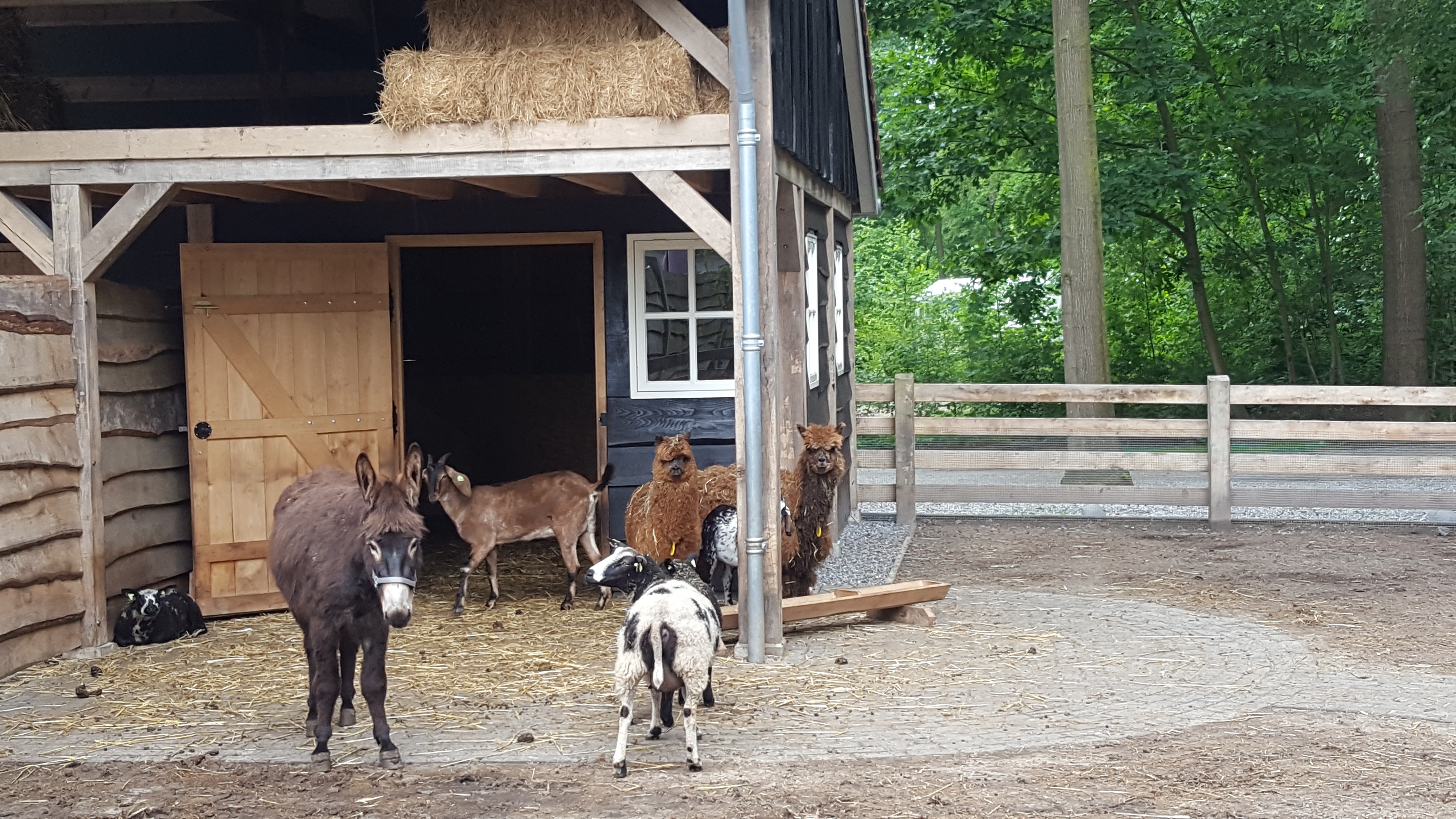 Boscamping Appelscha