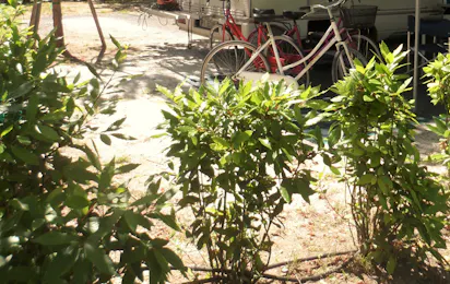 Camping Bosco Verde
