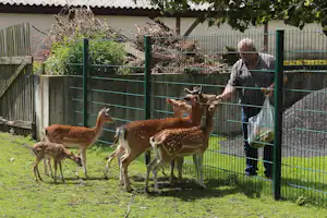 Hirsche im Gehege auf dem Campingplatz, Zaun und Gras im Vordergrund, im Hintergrund ein Mann am Stall.
