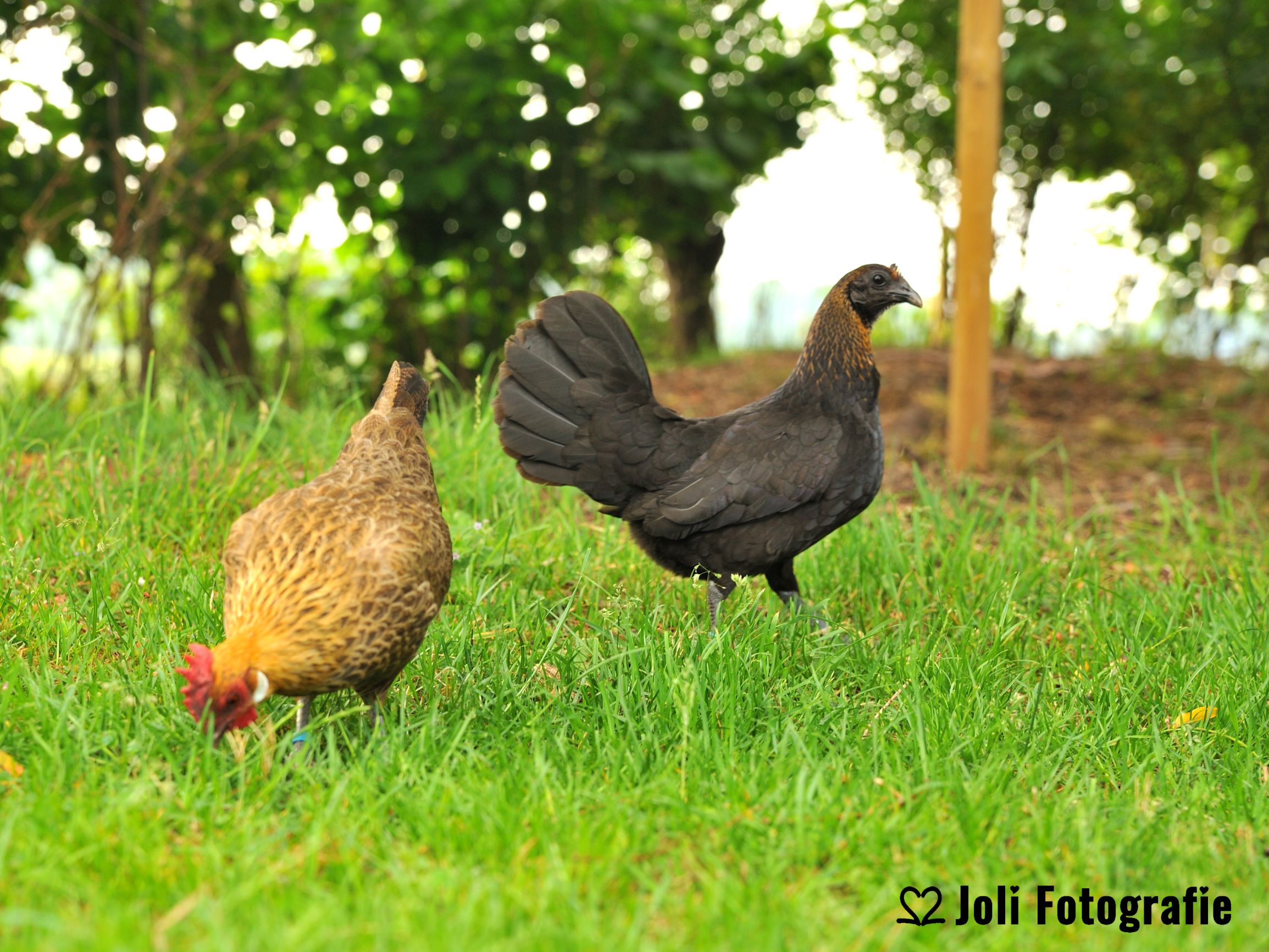 Buitengoed Het Achterdiep