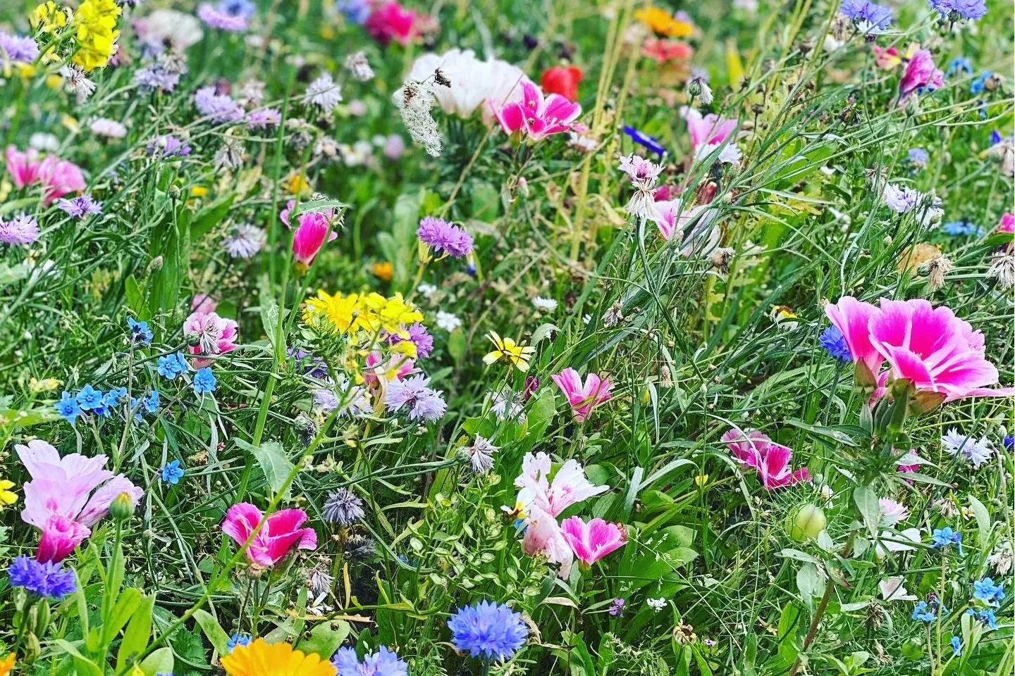 Byaasgaard - Naturecamping & Microfarming