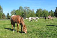 Camp Au Clair Ruisseau - Pferde grasen auf der Wiese auf dem Campingplatz