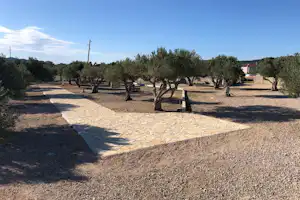 Schotterweg und Stellplätze zwischen Olivenbäumen auf einem Campingplatz, mit kleinen Bäumen und Laternenmast am Rand.