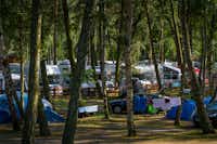 Camper Park Przy Wydmach - Wohnwagen- und Zeltstellplatz zwischen Bäumen