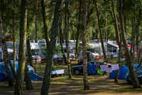 Camper Park Przy Wydmach - Wohnwagen- und Zeltstellplatz zwischen Bäumen