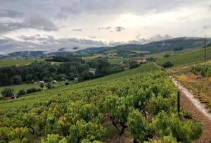 Camping à la Ferme Domaine Franck Besson - Spazierwege in den Weinbergen