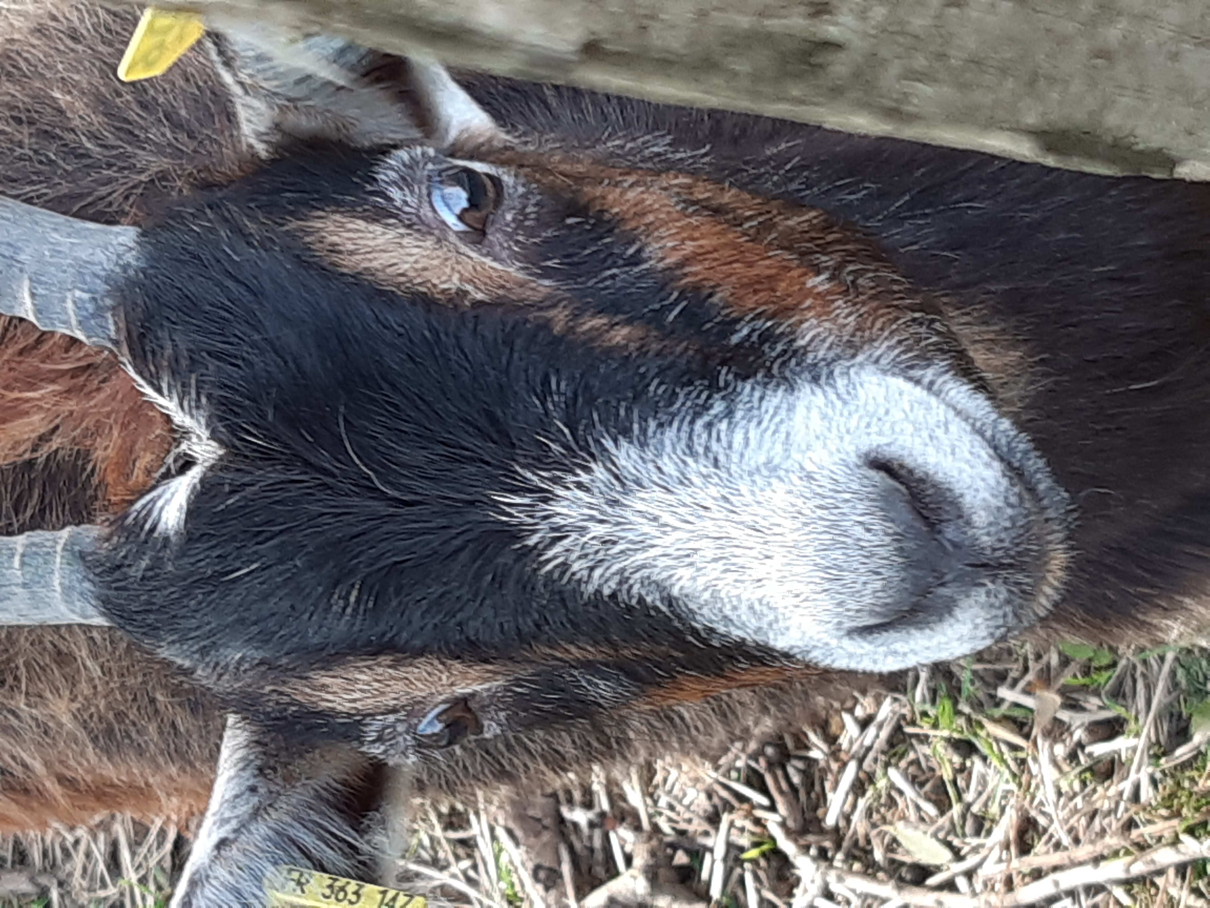 Camping à la ferme La Guyonnière