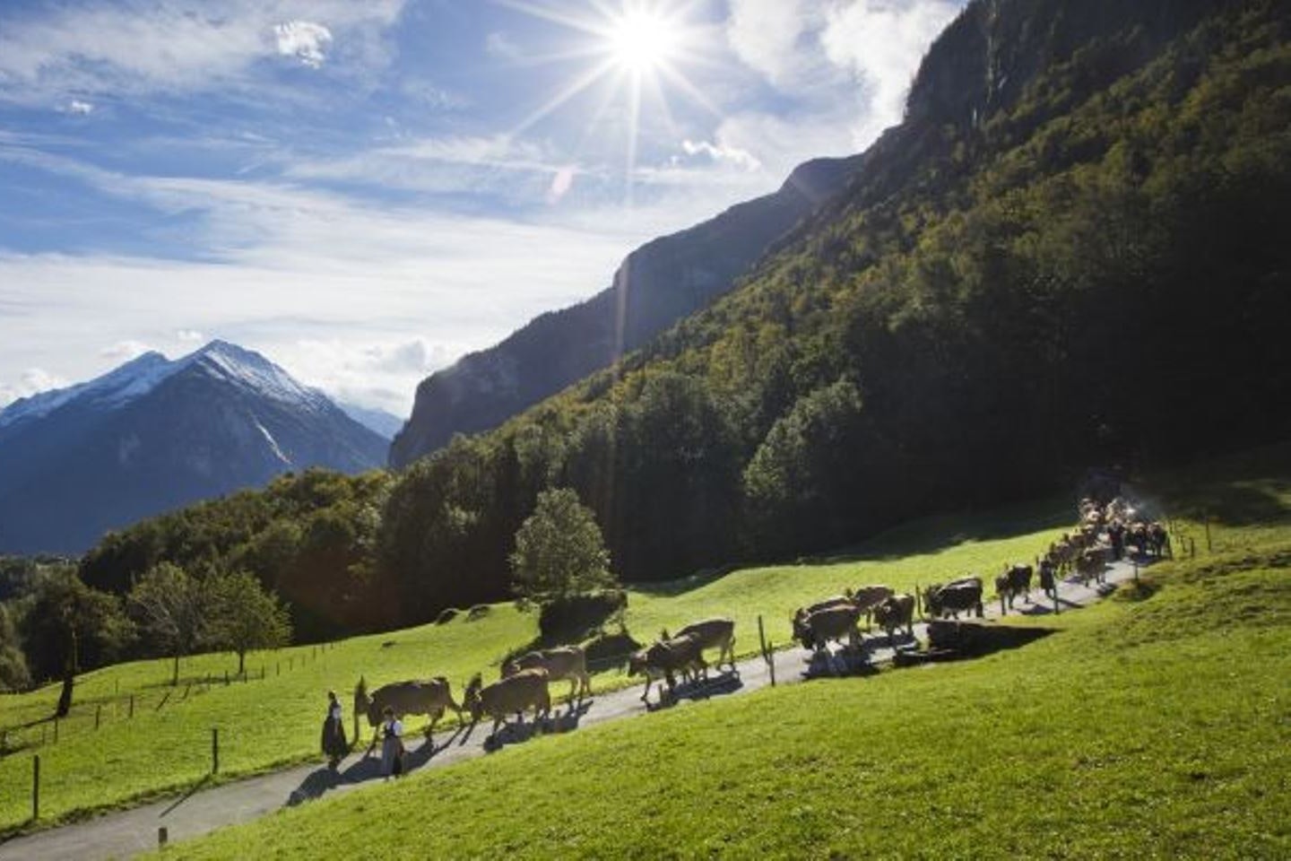 Camping Aareschlucht - Blick auf die Alpen in der Nähe des Campingplatzes mit einer Kuhherde im Vordergrund