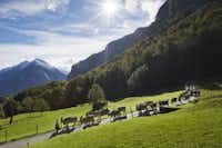 Camping Aareschlucht - Blick auf die Alpen in der Nähe des Campingplatzes mit einer Kuhherde im Vordergrund