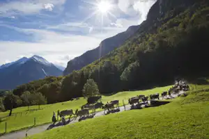 Campingplatz auf einer grünen Wiese mit Picknicktischen, Kühen und Bergpanorama in den Alpen.