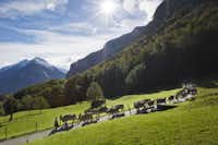 Camping Aareschlucht - Blick auf die Alpen in der Nähe des Campingplatzes mit einer Kuhherde im Vordergrund