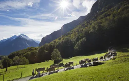Camping Aareschlucht