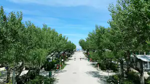 Campingallee mit Bäumen beidseitig, breitem Weg und geparkten Fahrzeugen, im Hintergrund weitere Stellplätze.
