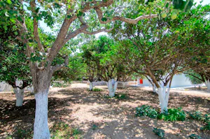 Aegiali Camping