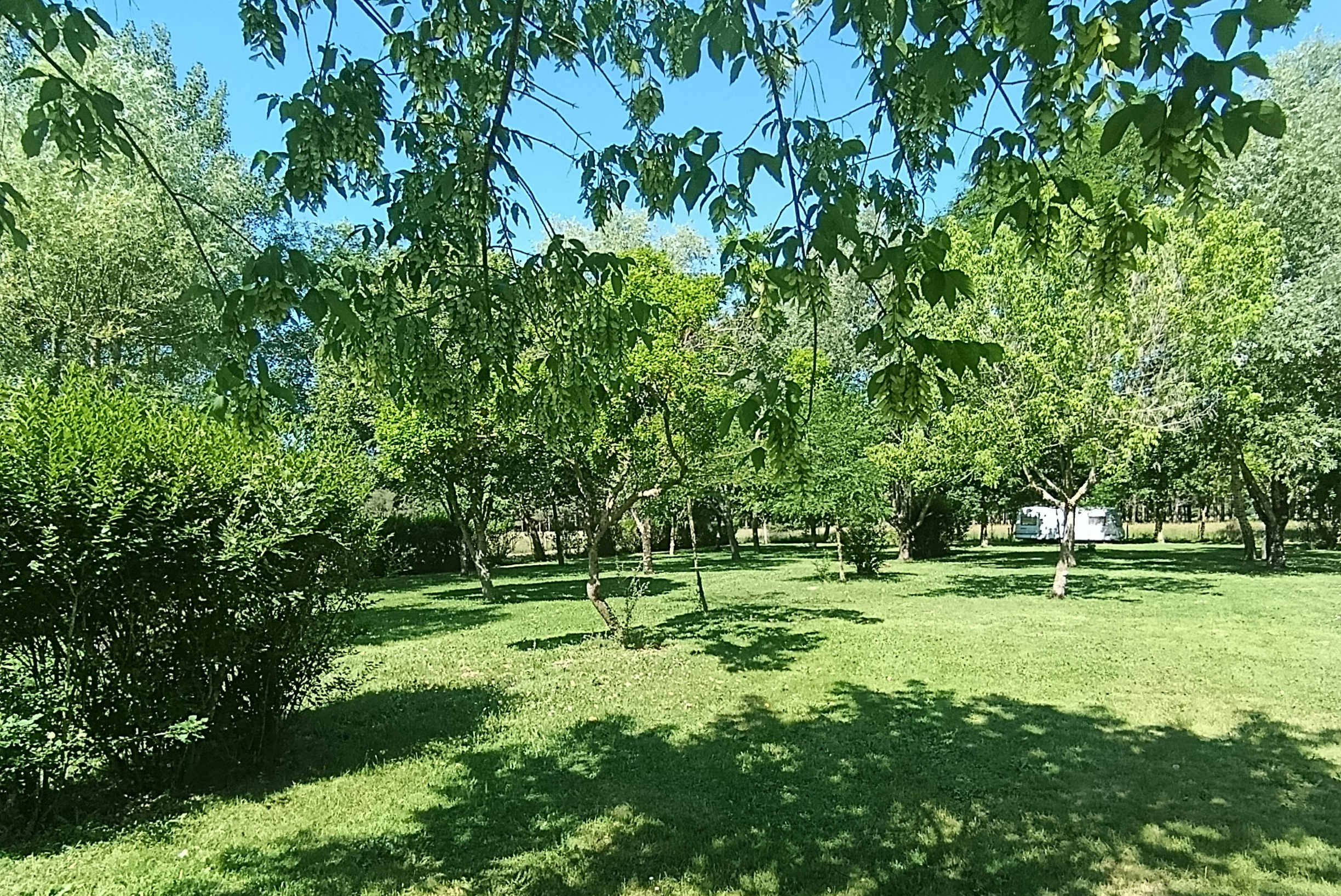 Grünes Campinggelände mit Rasen, Bäumen und Schatten unter einem großen Ast im Sommerhimmel.