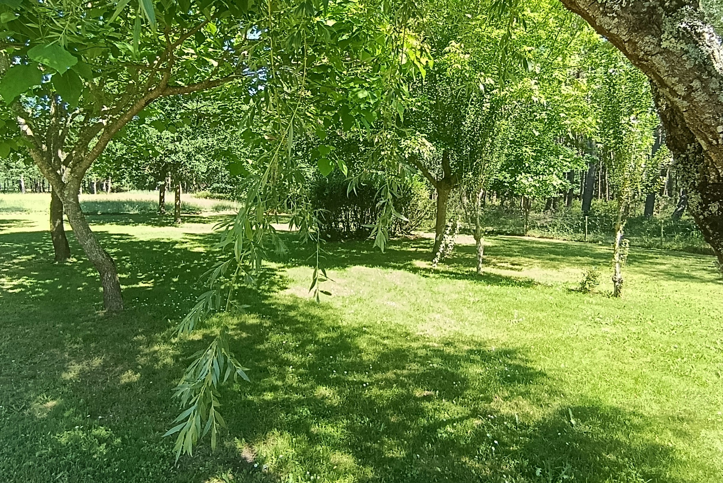 Grüner Campinggarten mit Rasen und mehreren Bäumen, Schatten unter den Ästen und gepflegten Wegen im Hintergrund.
