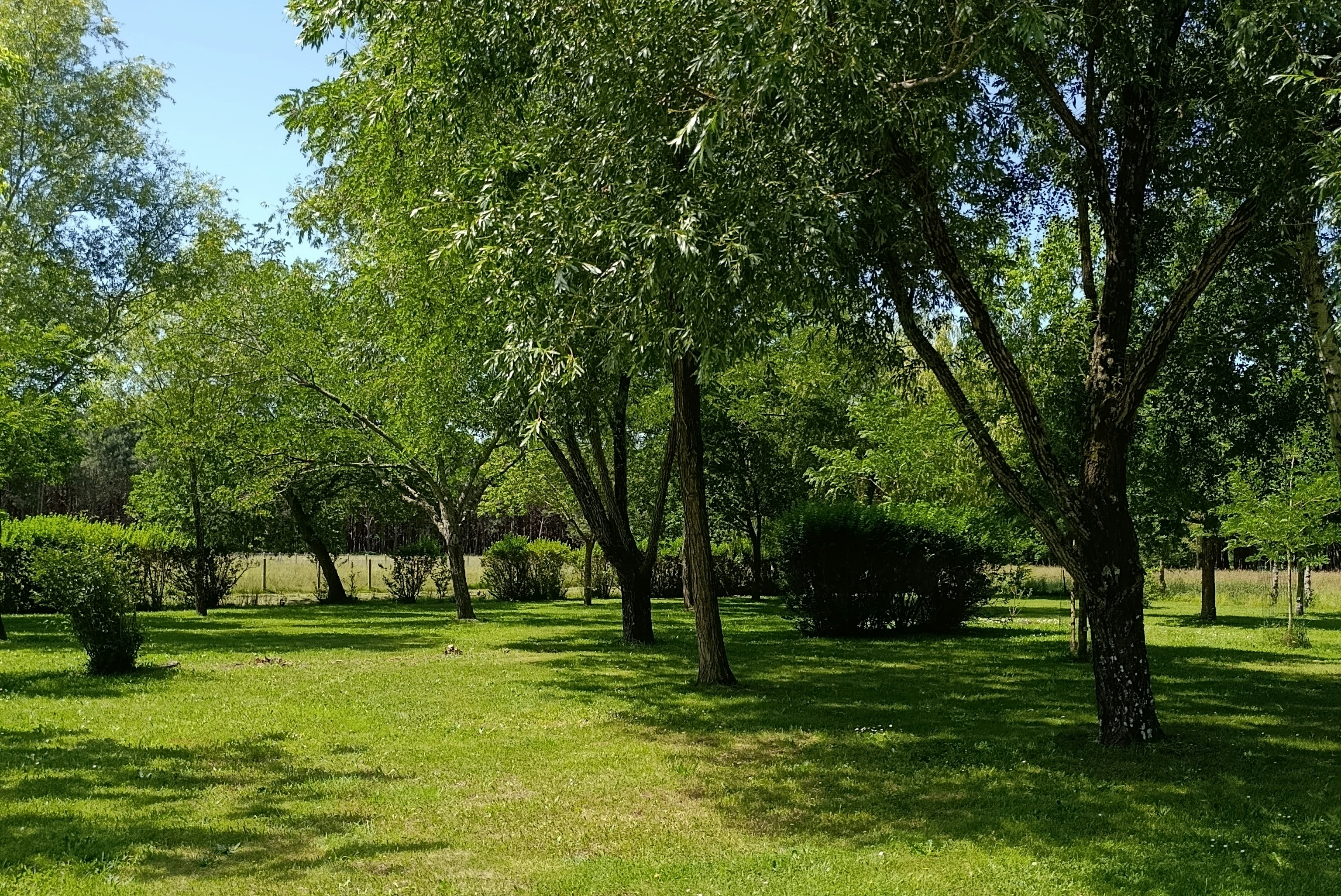 Grüner Rasen mit mehreren Bäumen auf einem Campingplatz, umgeben von Hecken und gepflegten Wegen.