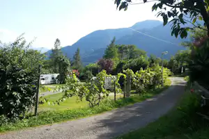 Camping Al Censo - Strasse auf dem Campingplatz mit Stellplätzen hinter einer Hecke