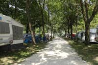 Camping Al Lago - Allee auf dem Campingplatz mit Stellplätzen an beiden Seiten