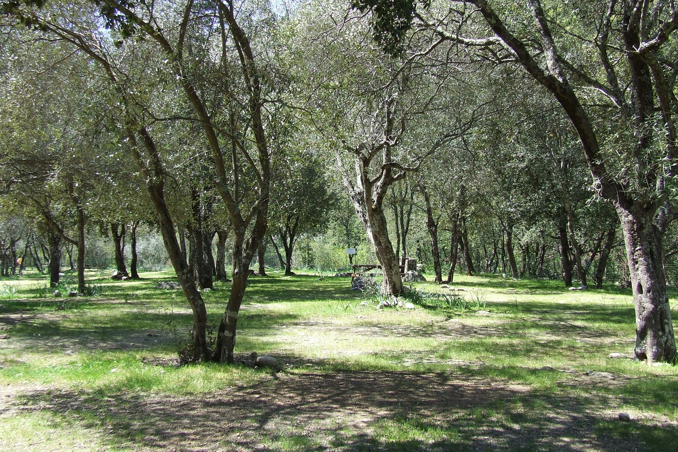 Camping Alivetu