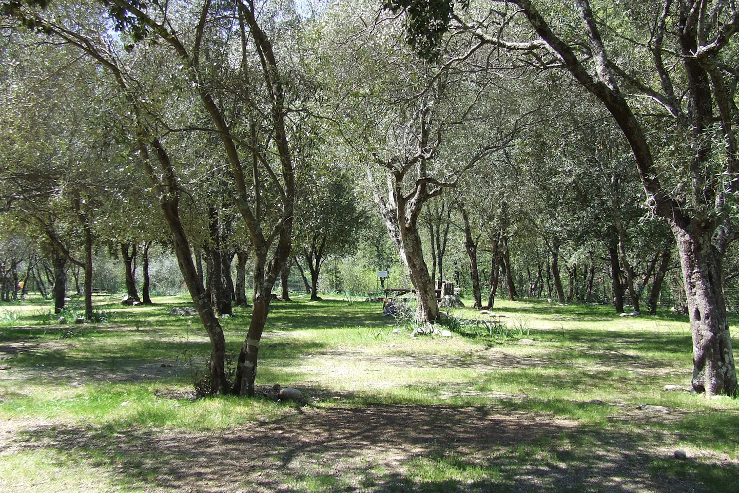 Camping Alivetu
