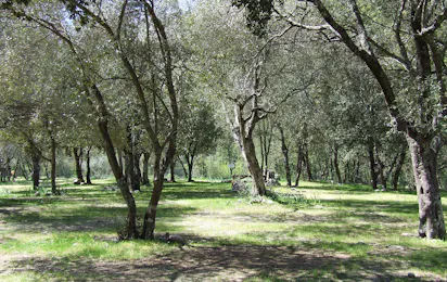 Camping Alivetu