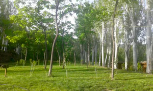 Camping Alpujarra - Stellplätze unter den Bäumen