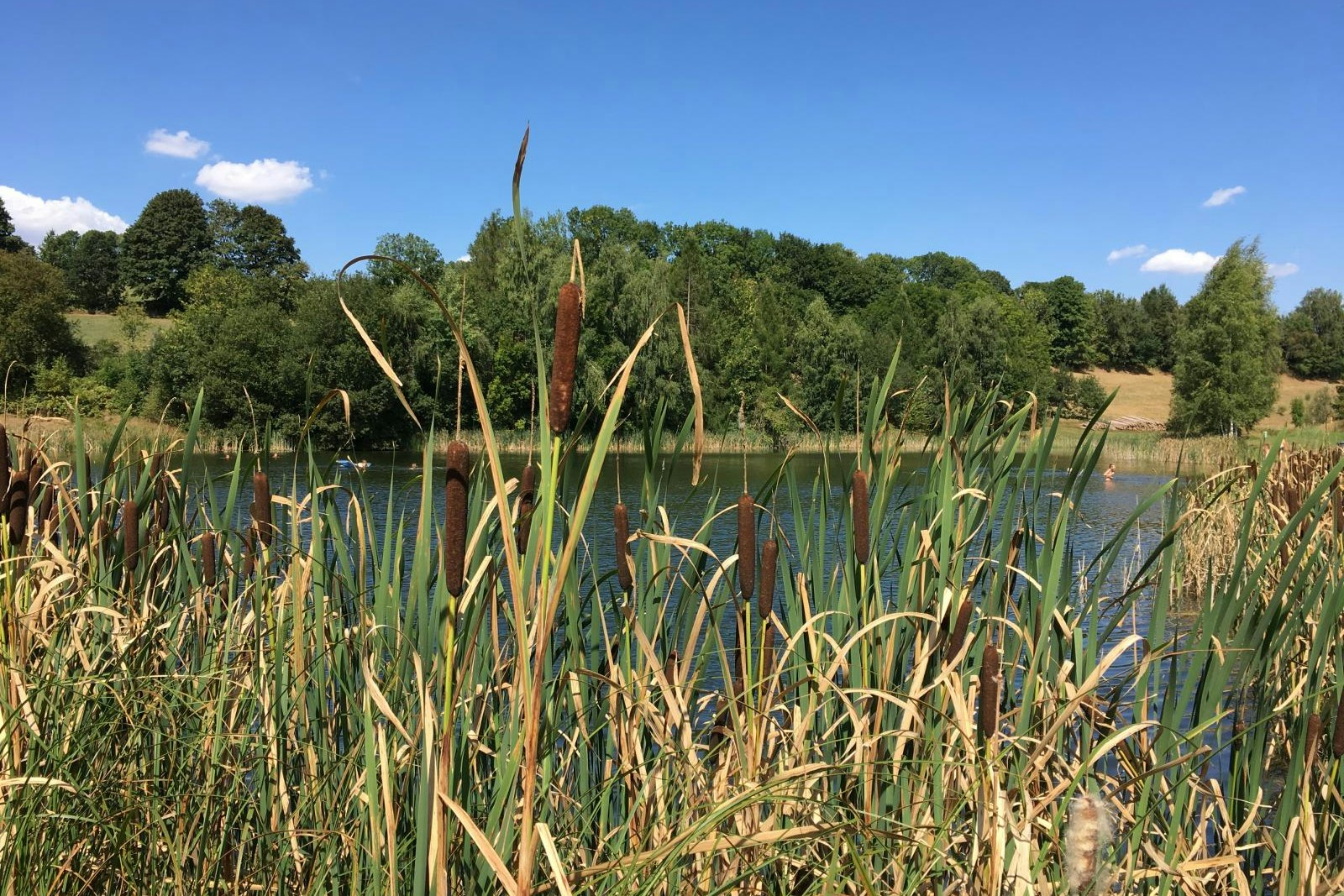 Camping am BWT-Bierwiesenteich Pfaffroda - Blick auf den Teich mit schilfbewachsenem Ufer