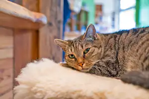 Campingplatz Das Kreuzeck Camping am Kreuzeck - Katze auf dem Campingplatz