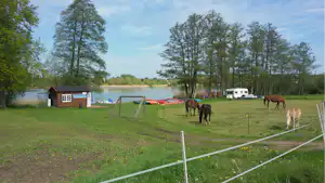 Rinder auf einer eingezäunten Wiese am Campingplatz, im Hintergrund See, Bäume und ein kleines Holzgebäude.