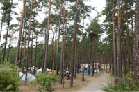 Camping am Schwielochsee - Der Zeltstellplatz zwischen Bäumen