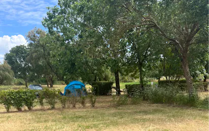 Camping Animal King